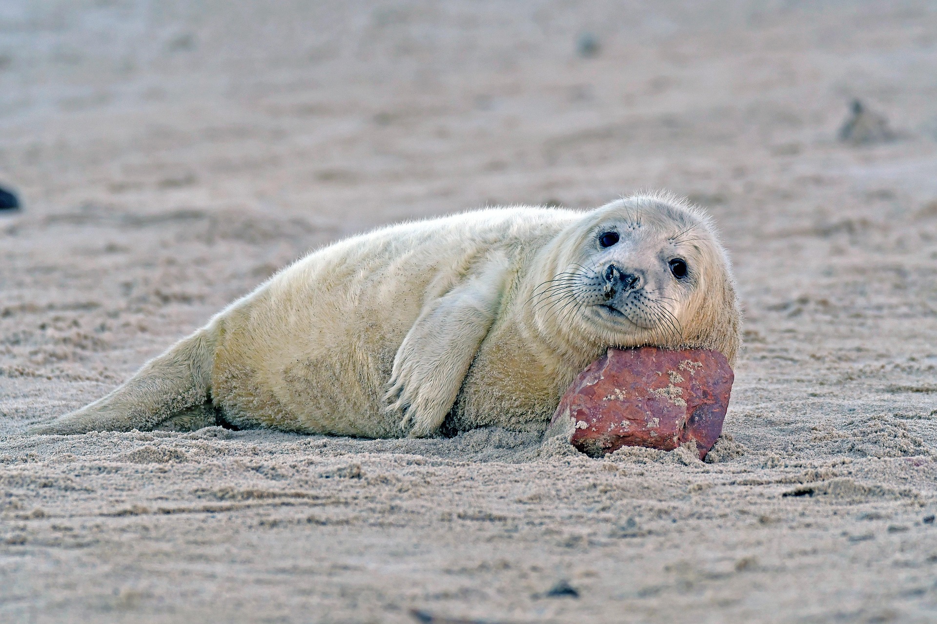 Configuring TideSQL in MariaDB