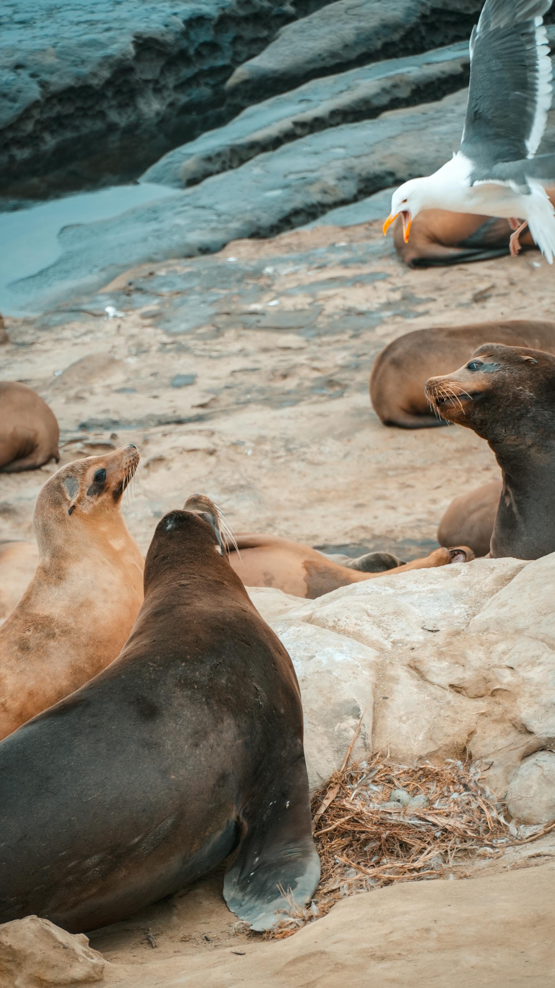 TideSQL v4.5.4 & InnoDB Full-Text Search, Spatial, and Large Value Analysis in MariaDB v11.8.6