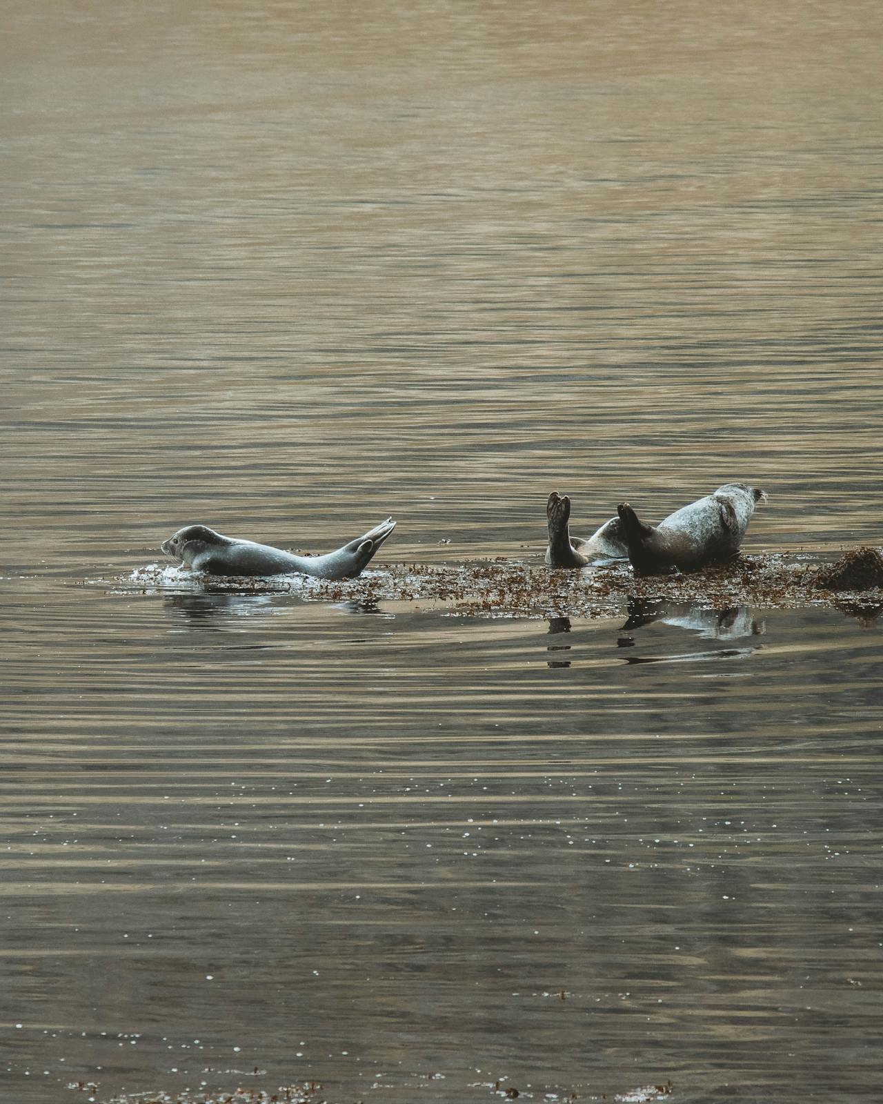 TPC-C Benchmark Analysis on TidesDB v9.0.2 in TideSQL v4.2.0 in MariaDB v11.8.6