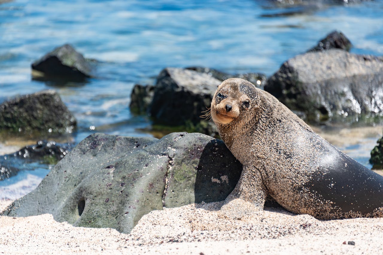 TideSQL v1.1.0 and InnoDB in MariaDB 12.1 Benchmark Analysis