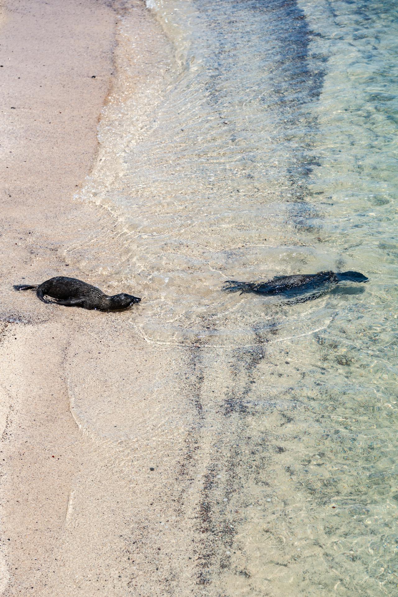 Benchmark Analysis on TidesDB 9 (TideSQL 4.1), MyRocks, InnoDB in MariaDB 11.8.6 TPC-C HammerDB