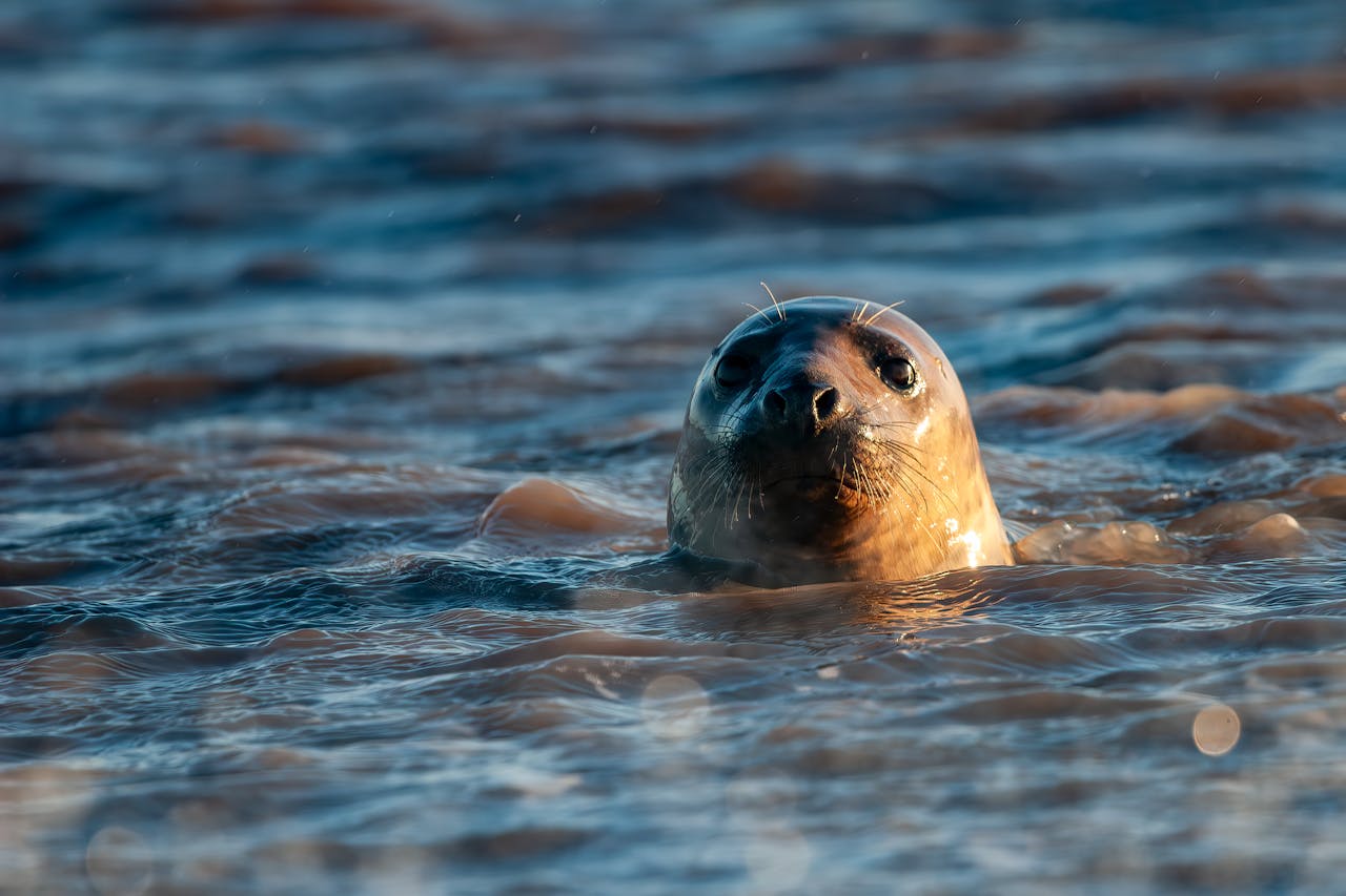 Benchmark Analysis on TidesDB & InnoDB in MariaDB v12.1.2