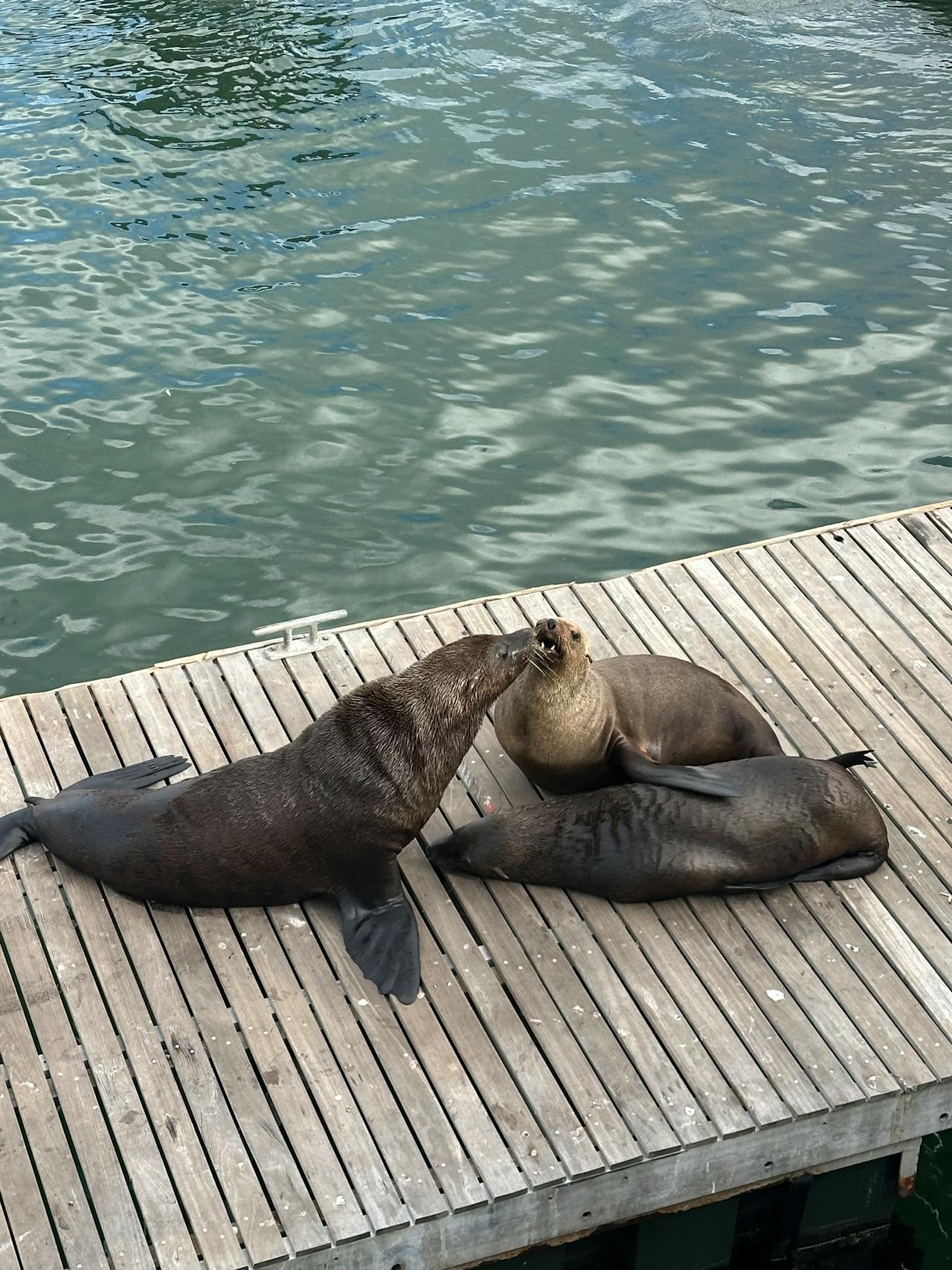 Benchmark Analysis on TidesDB & RocksDB in MariaDB 12.2.2 Sysbench