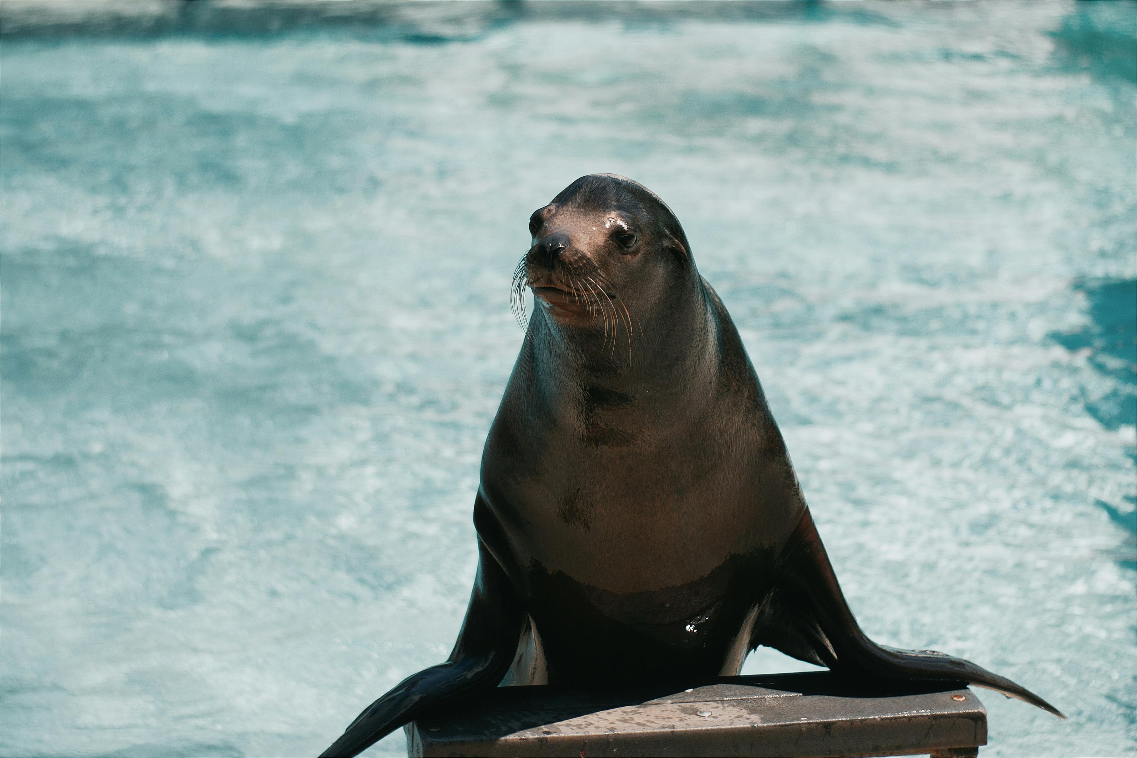 TidesDB vs InnoDB within MariaDB