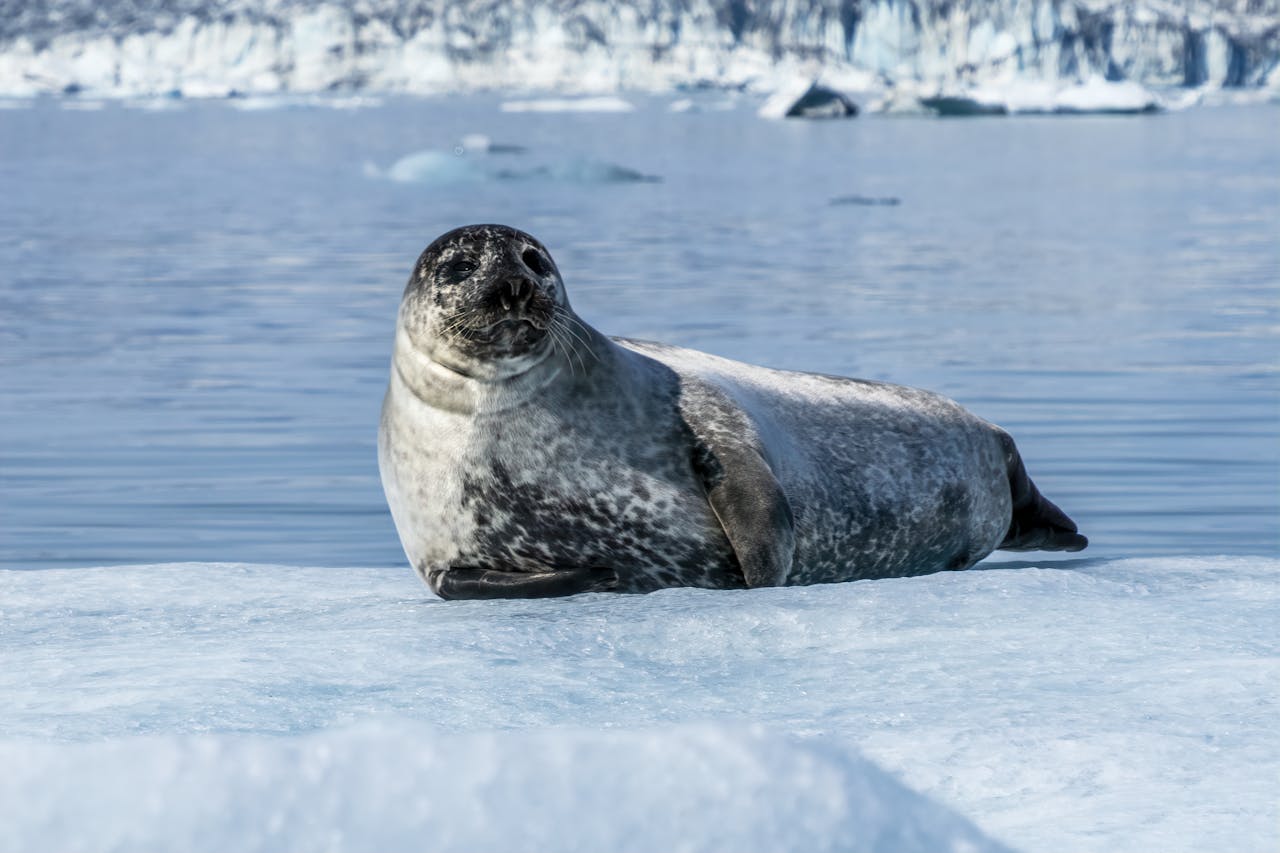 Benchmark Analysis on TidesDB & InnoDB in MariaDB v12.2.2