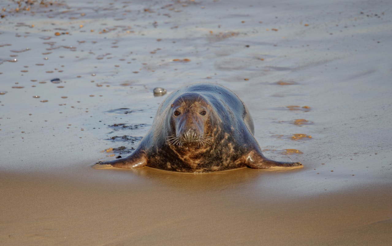 MariaDB 11.8.6 InnoDB & TidesDB (TideSQL v4.2.4) TPC-C Benchmark Analysis